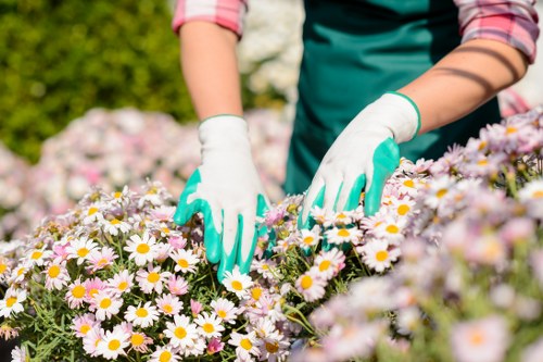 Low-maintenance landscape gardening in Footscray with native plants