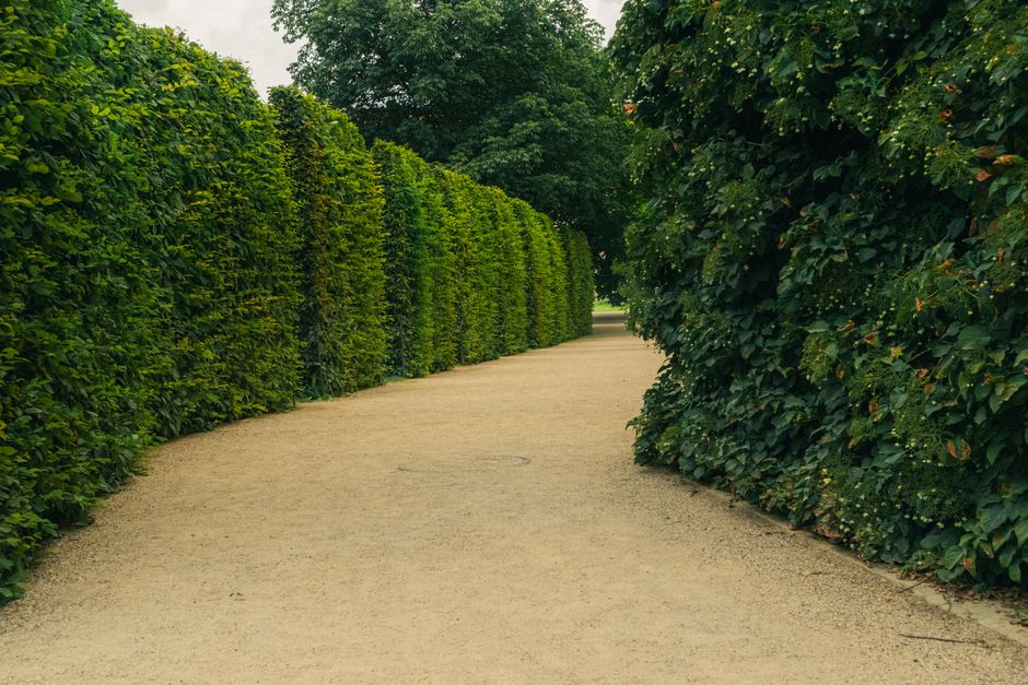 A gardener from Gardeners Foots Cray wearing a blue jacket and dark trousers is trimming a neatly maintained hedge along a paved street. The hedge is lush and green, with a smooth, even top, separatin