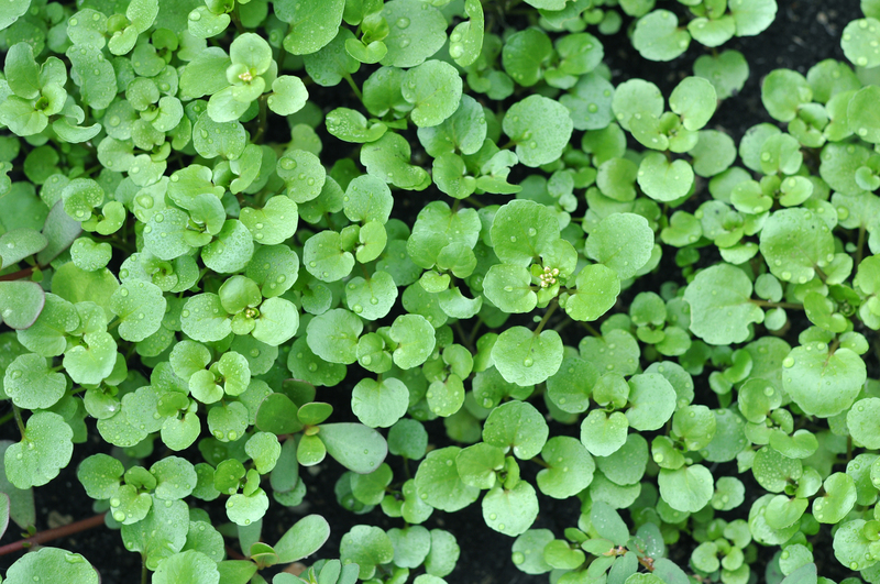 garden design flower borders