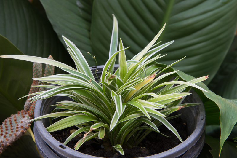hedge trimming hedge cutting